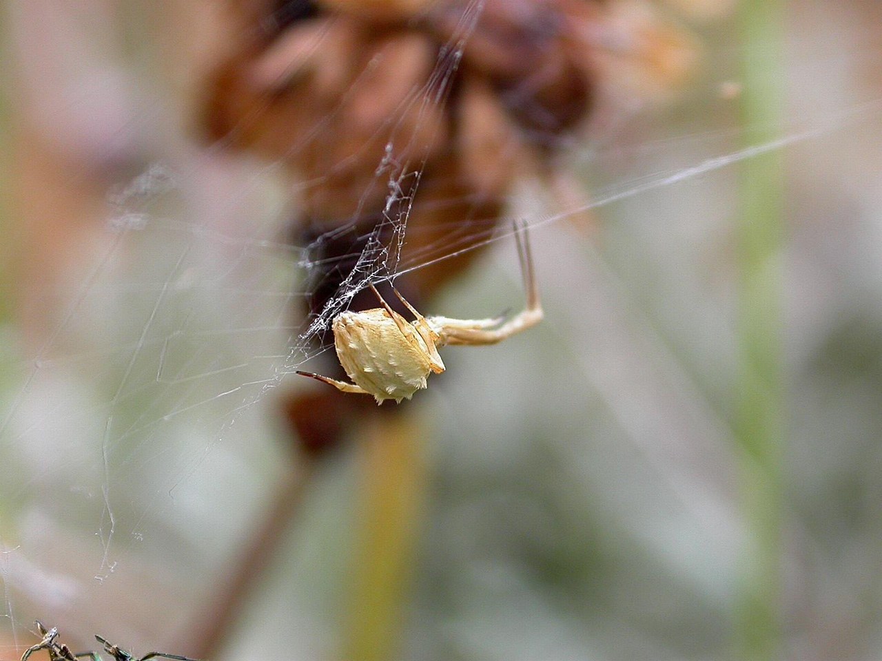 Uloborus walckenaerius